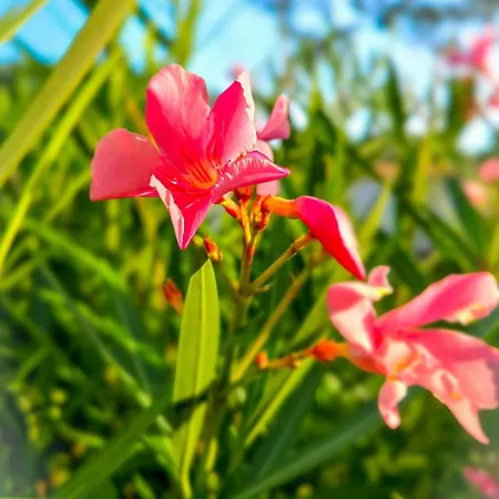 Fiori Di Cala Rossa, Etablissement Cardoga Piscine, & Montagne Lägenhet