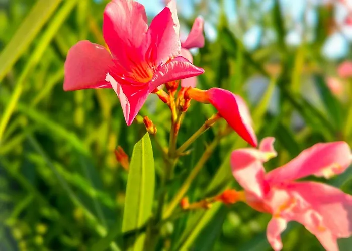 Fiori Di Cala Rossa, Etablissement Cardoga Piscine, & Montagne Appartement